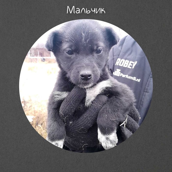 Щенки звоночки ишут дом