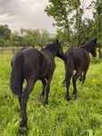 Vând mânji friesian!