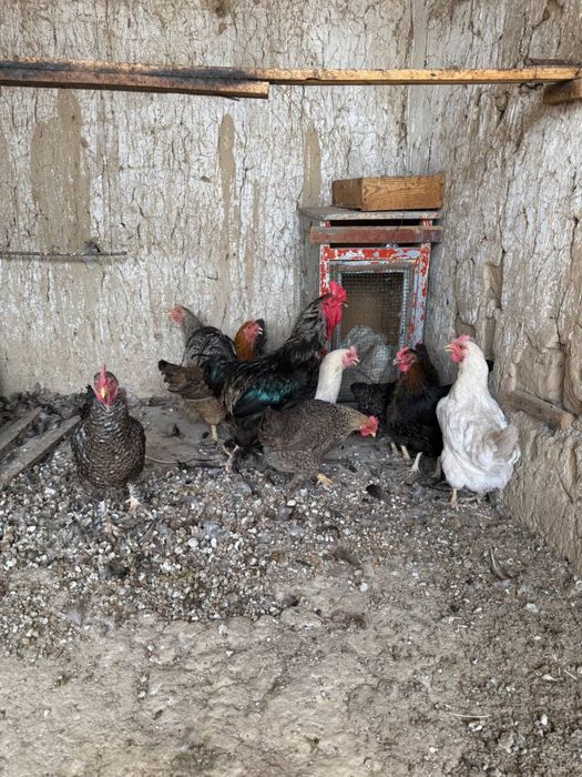 Xo’roz tovuq петух курица