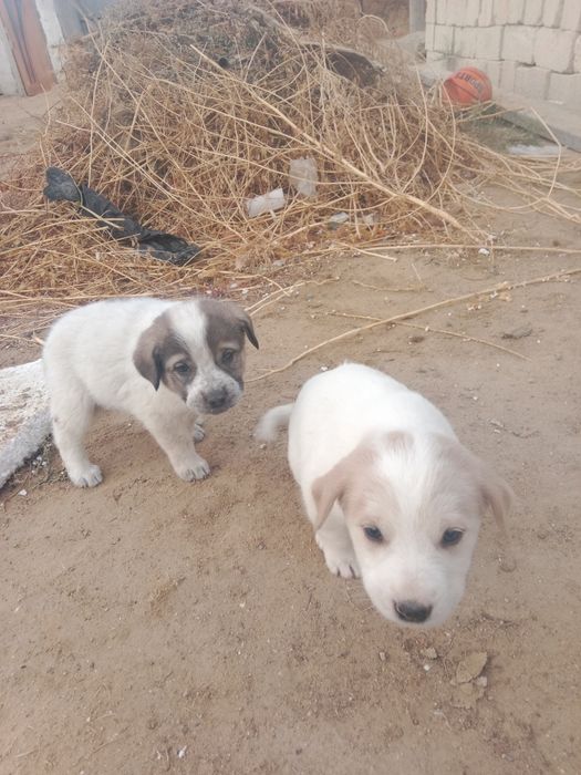 Алабаи Кушыктер Сатылады