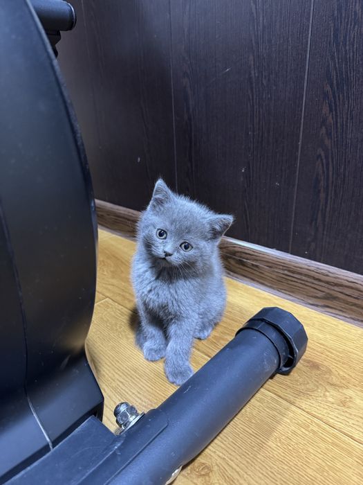 Скотишт фолд и скоттиш страйт