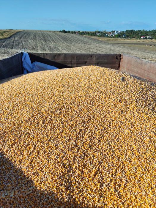 Vand Grau /Porumb  productie 2025