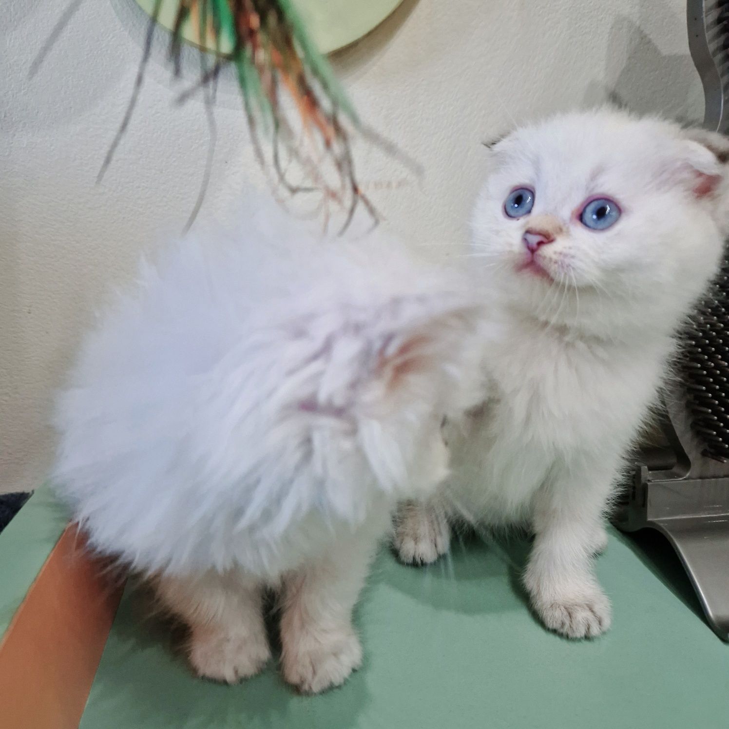 Родословни шотландски котенца