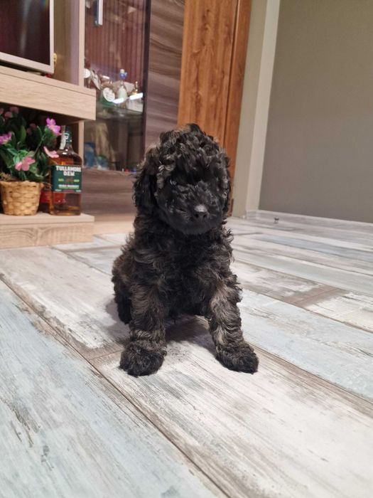 Пудел мини момче