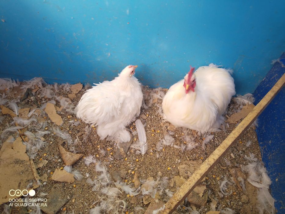 Cochinchina pitic și chabo