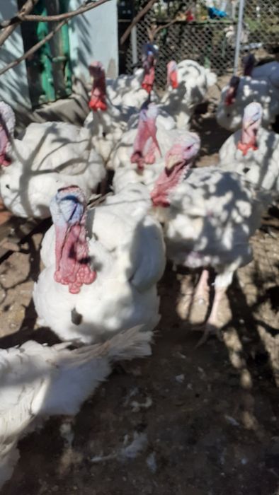 Vând curcani  și curci