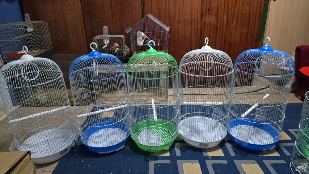Colivie păsări papagali și canari