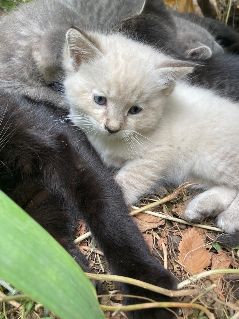 Классные котята ищут любящих хозяев!
