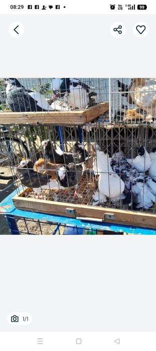 Vând porumbei poștă gălățeni