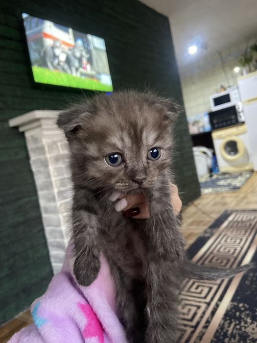Продаются котята скотиш фолд