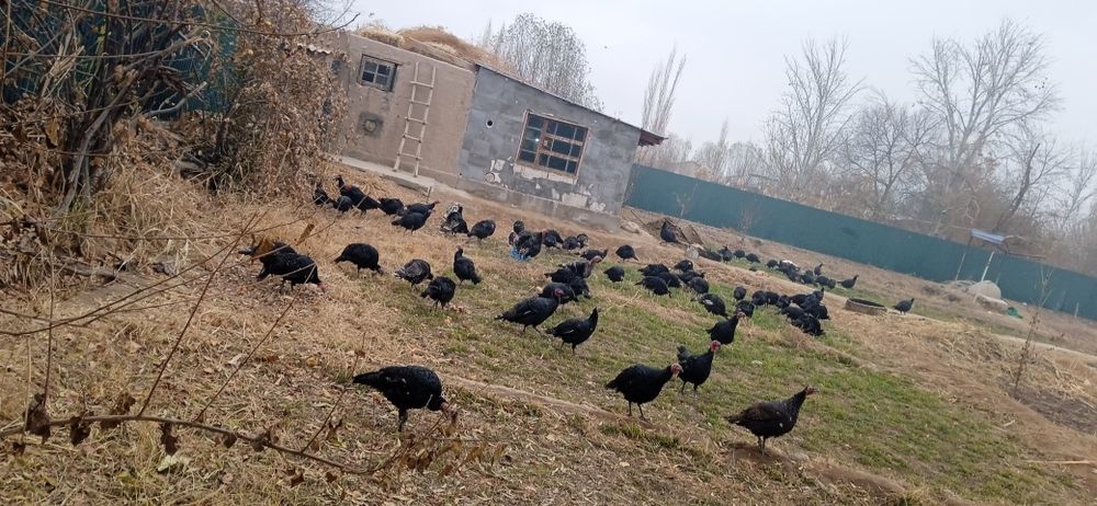 Местний индюк  сўйиб сотилади