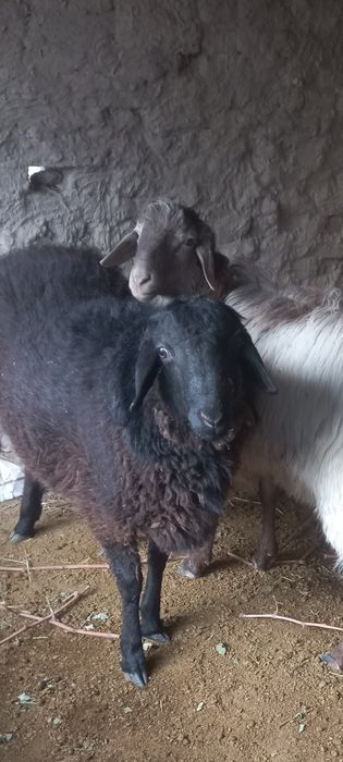 Космодо кучкорлар сотилади сифатли  сохлом телеграм хам бо