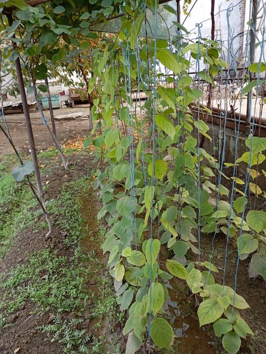 КИВИ Кучатлар 1 - 2 йиллик