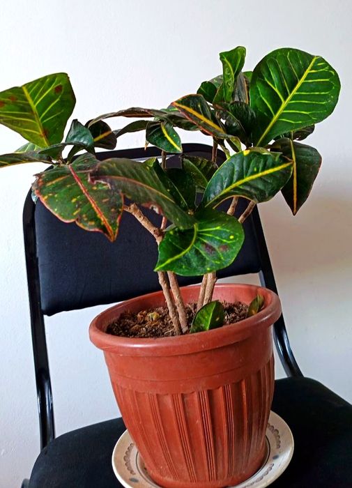 Цветы,    Кратон