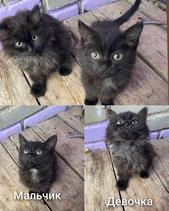 Отдам котят в добрые руки