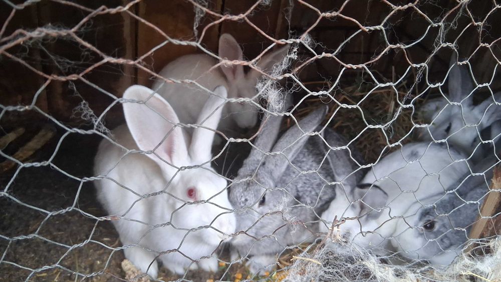 Iepurasi de  vanzare