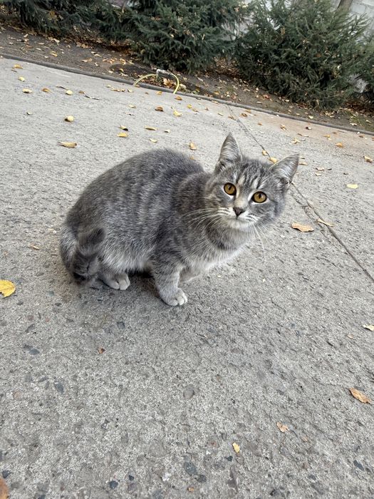 Отдаем котенка в добрые руки