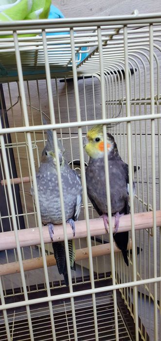 Vând pereche papagali Nimfe