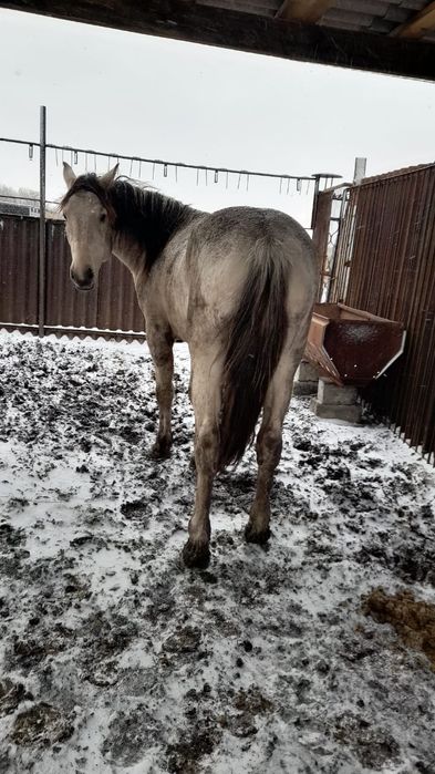 Жеребц 3.5 года башкирская порода