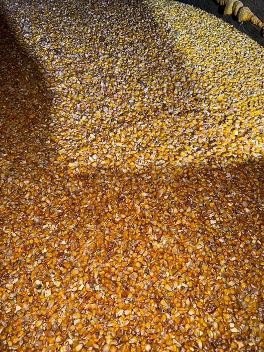 Vând porumb boabe 2025!!!