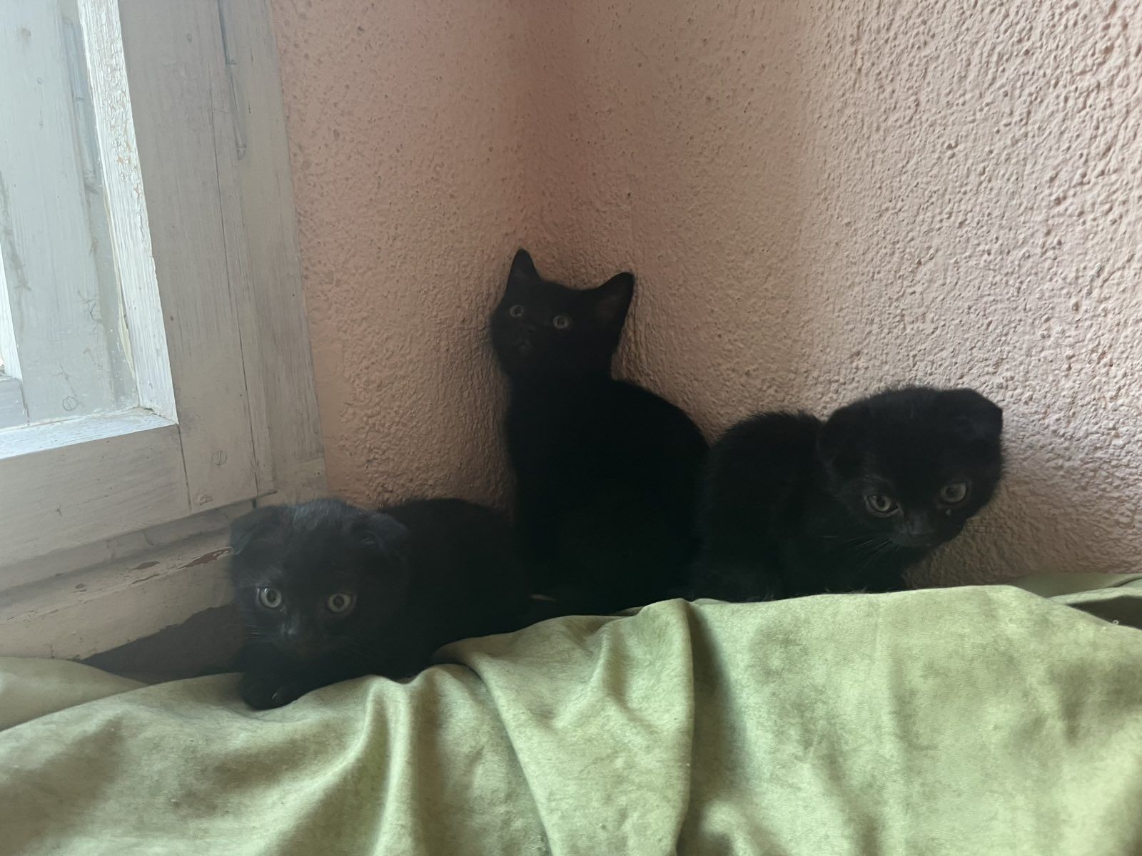 Шотландска правоуха клупоуха котка