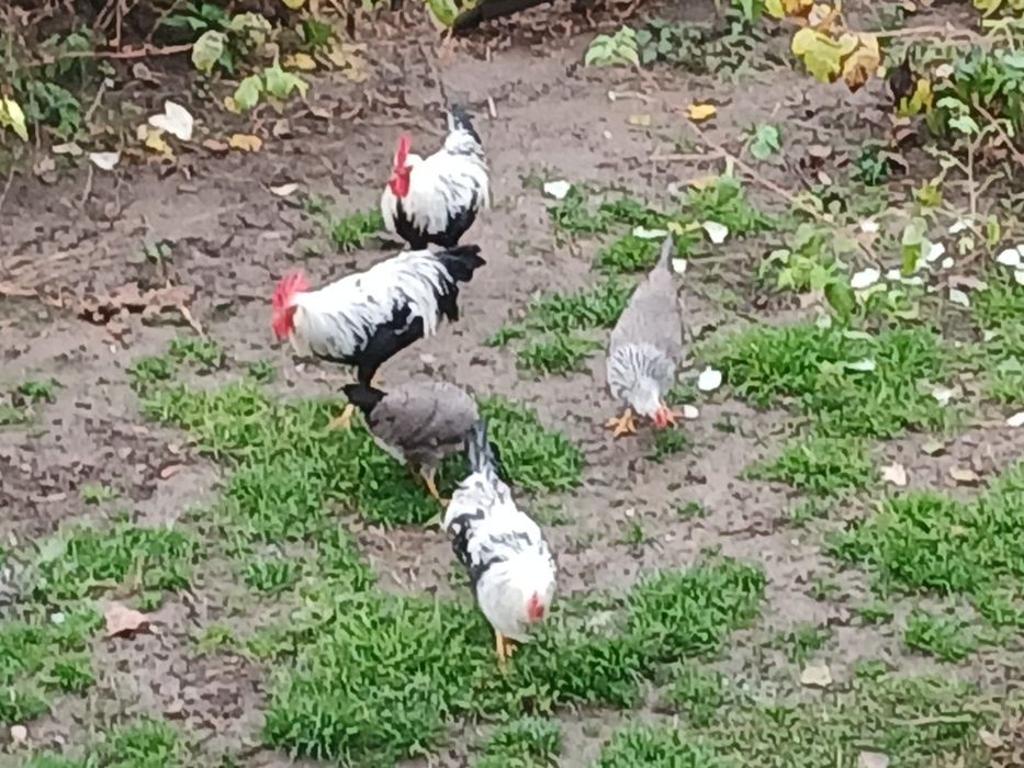 Cocoși Italiana argintie