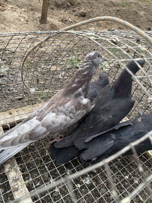 Продам годубей молодежь