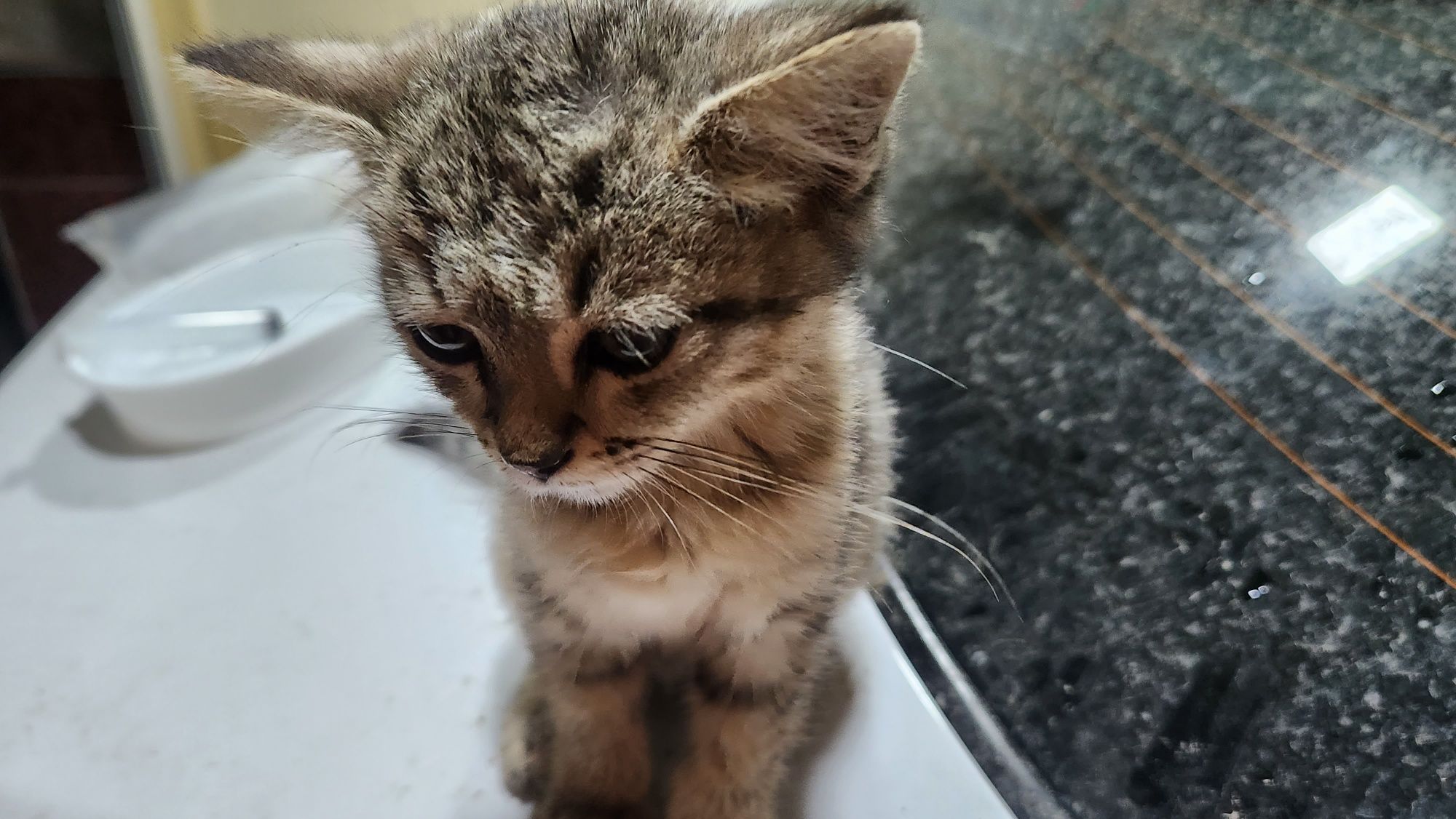Котёнок ласковый хороший
