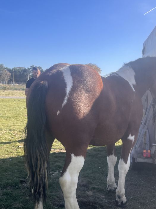 Vand manz 1 an jumate sau schimb