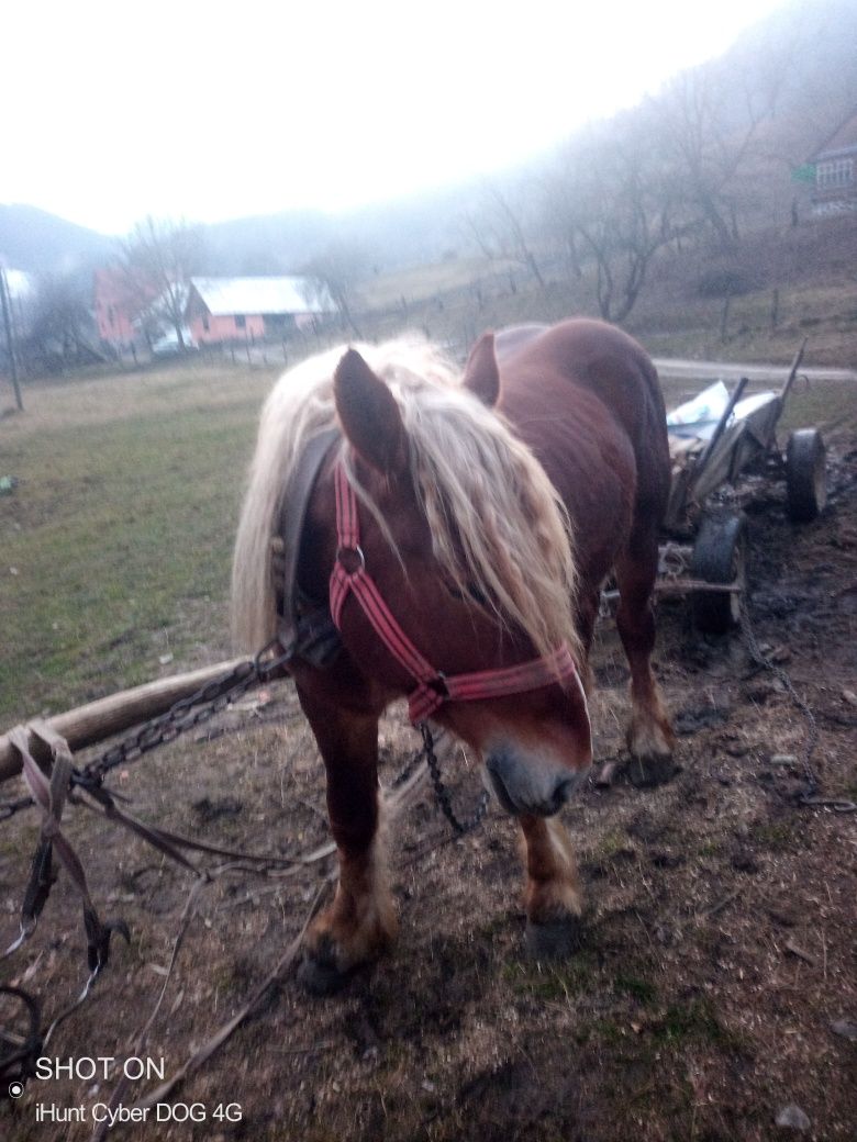 Schimba cal cu tractor 650 cu troliu preț 4000 este an euro