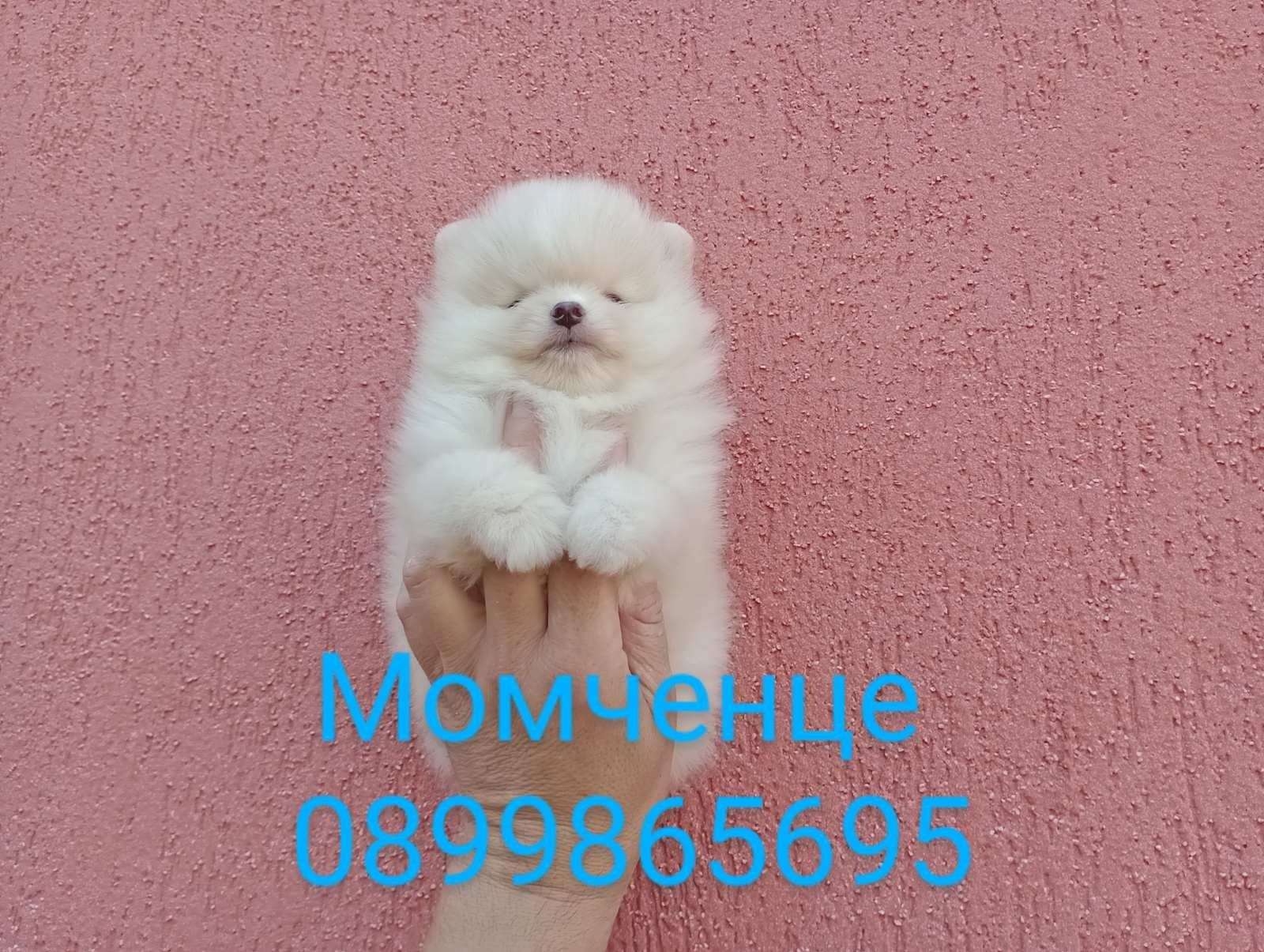 Мъжки Померан !!