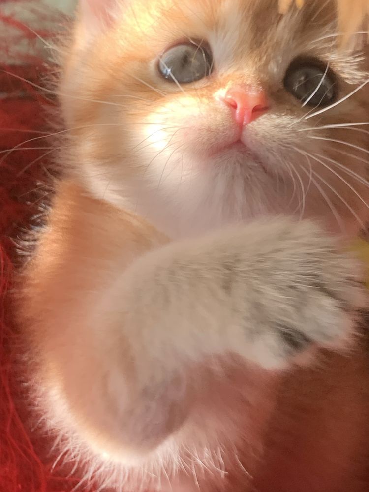 Продам шиншиллок шоу класса