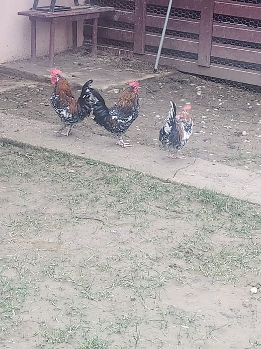 Vand cocoși pitici mii de flori