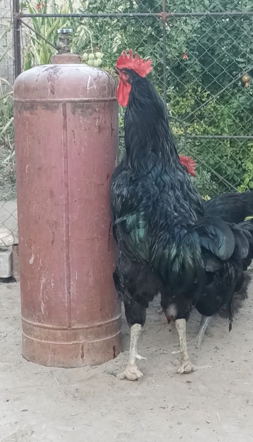 Gigant qorashahzoda joʻjalari sotiladi