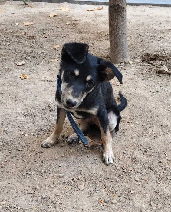 Отдаем собаку в хоошие руки