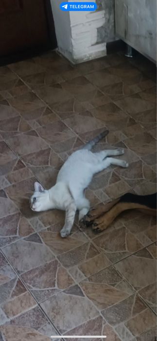 Отдам В добрые руки кота