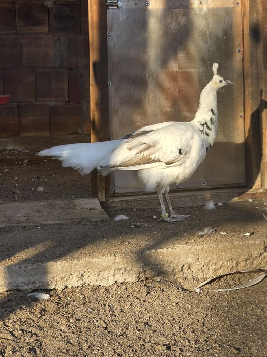 Зелени пауни Muticus Muticus и Спалдинг висок процент