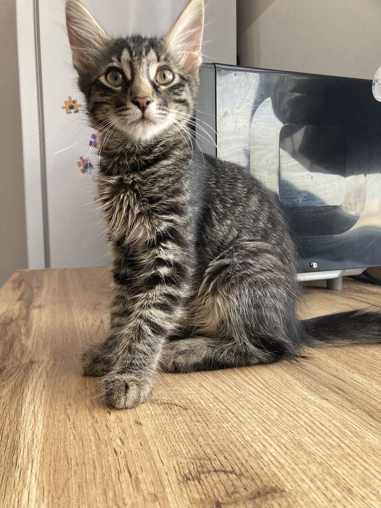 Котёнок бесплатно