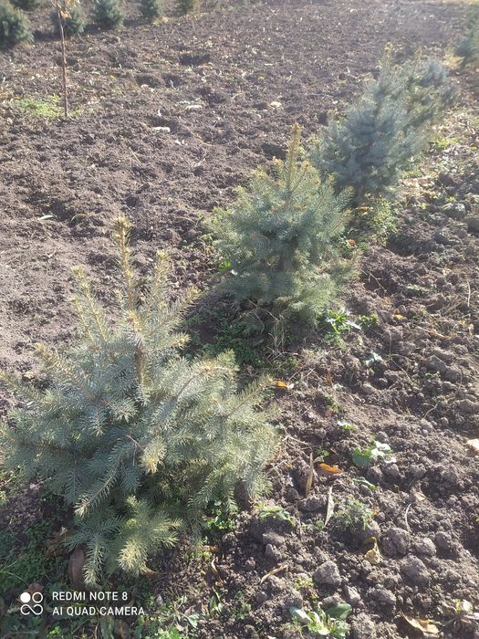 Archa sotiladi 5--7 yillik xolati zor narxini tel orqali keliwamiz