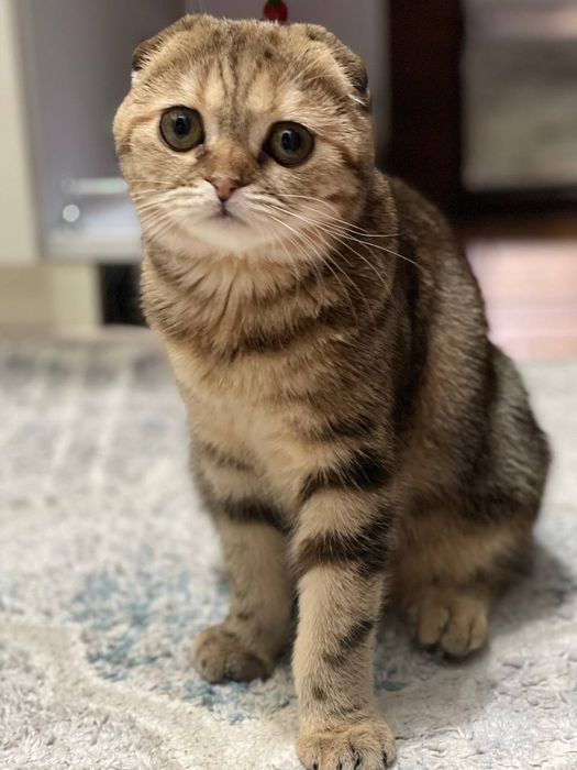 Нужен жених для вязки