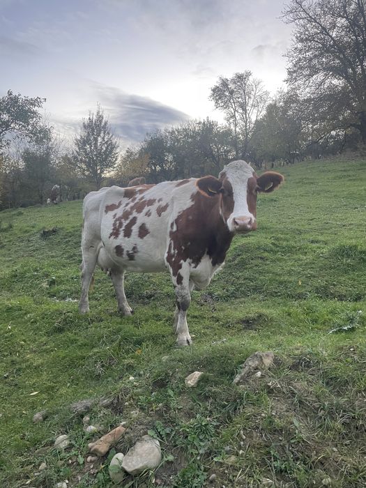 Vând 3 vaci bune de lapte