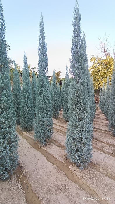 Кипарис Аризонский Италия