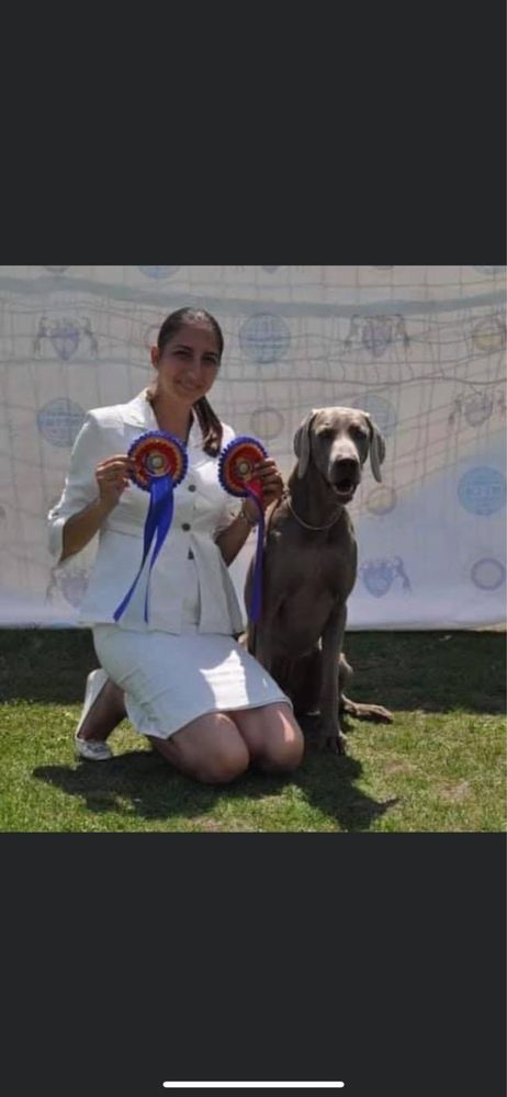 Weimaraner cu pedigree tip A
