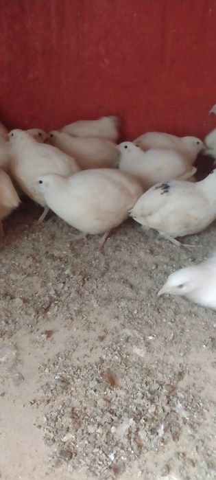 Продам молодок техас