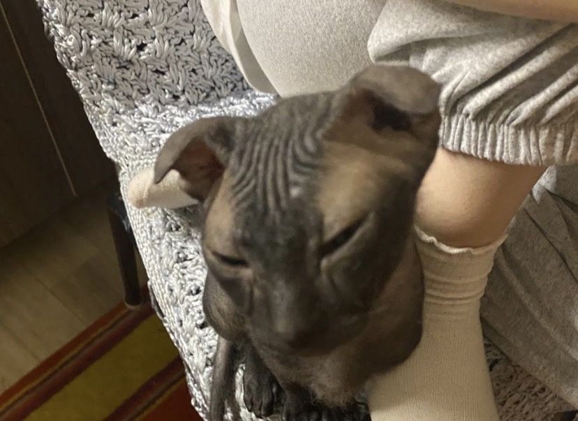 Свинкс веслоухий