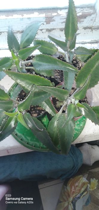 Продам цветок лекарственный каланхоэ