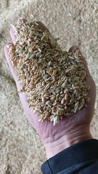 Зерноотходы разных сортов!!!