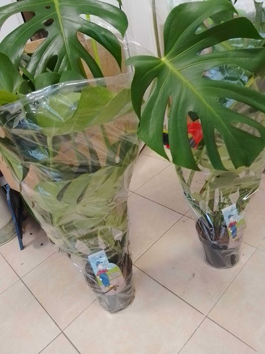 Филадендрон monstera deliciosa 2бр