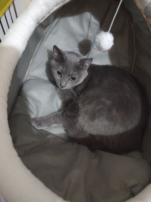 Синя руска котка