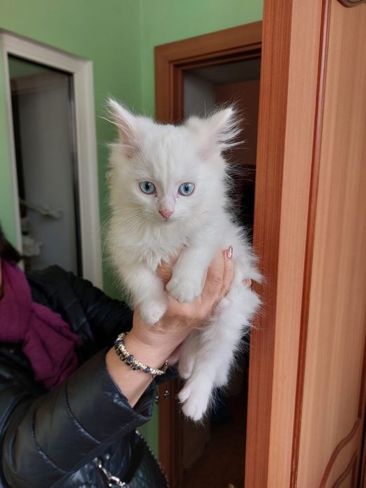 Котята в добрые руки.